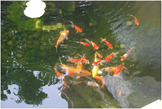 1-210205101940C3 景观鱼池,鱼池水过滤